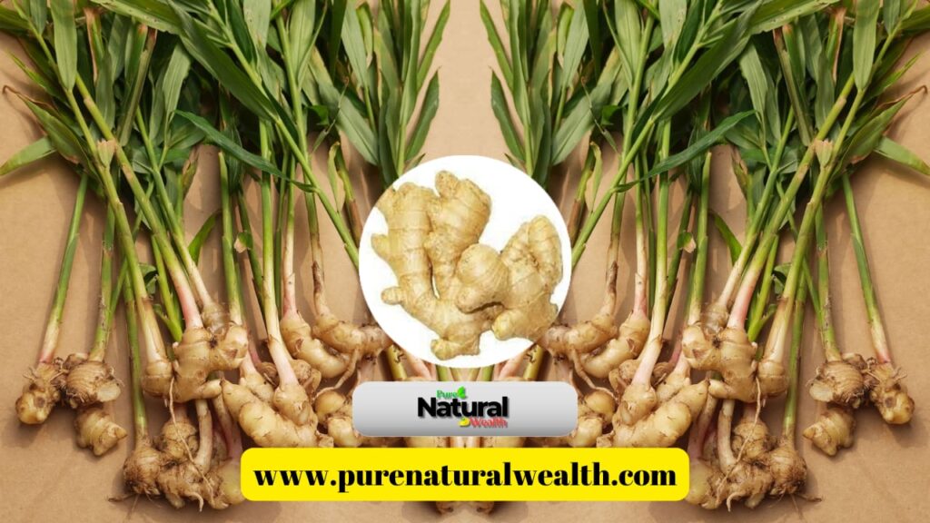 Miraculous medicinal properties of Ginger